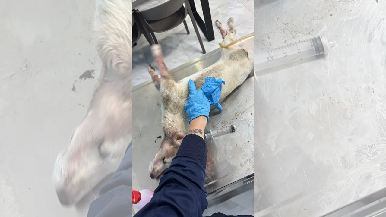 Filandari, un altro cane morto: Argo denuncia cinque animali uccisi in pochi giorni e lancia l’allarme sul pericolo dei veleni\n