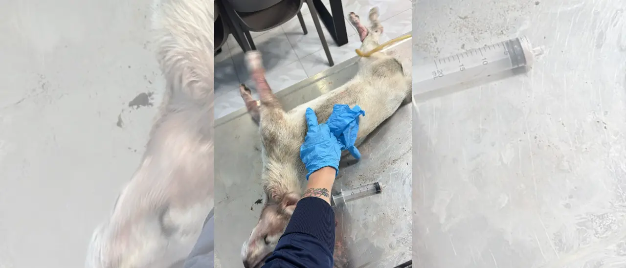 Filandari, un altro cane morto: Argo denuncia cinque animali uccisi in pochi giorni e lancia l’allarme sul pericolo dei veleni\n