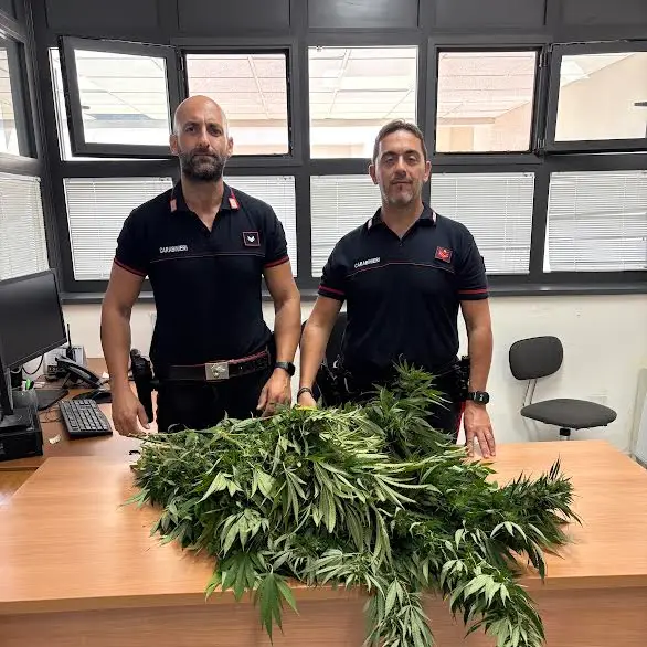 <p>Fiorenti piantine di marijuana nel giardino di casa: denunciato 50enne a Gimigliano</p>