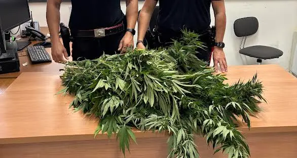 Fiorenti piantine di marijuana nel giardino di casa: denunciato 50enne