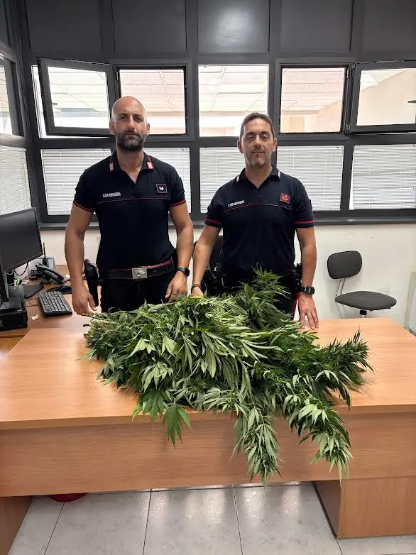 Fiorenti piantine di marijuana nel giardino di casa: denunciato 50enne