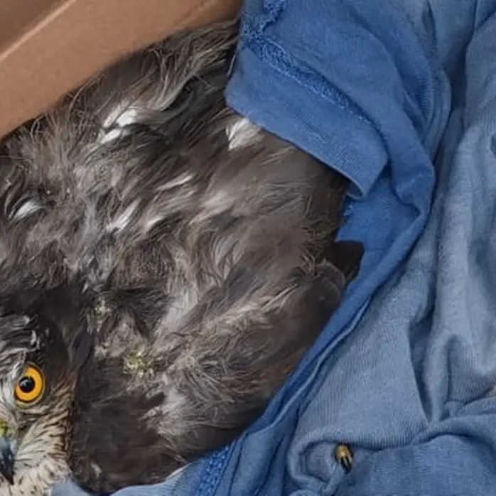 Un cittadino che non si volta dall’altra parte e il volo della libertà: a Caulonia soccorso un falco in difficoltà
