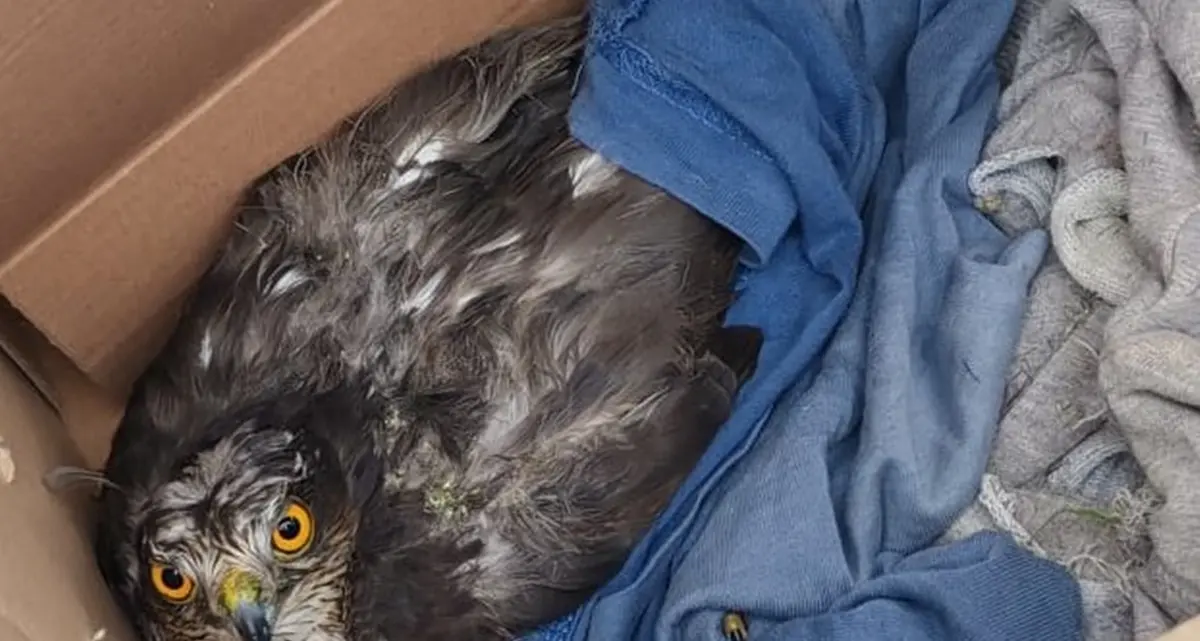 Un cittadino che non si volta dall’altra parte e il volo della libertà: a Caulonia soccorso un falco in difficoltà