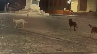 Randagismo a Cosenza, cani liberi in piazza XV Marzo: «Serve prevenzione, non interventi solo in emergenza»\n