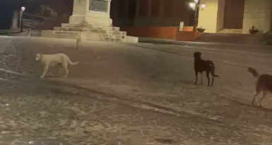 Randagismo a Cosenza, cani liberi in piazza XV Marzo: «Serve prevenzione, non interventi solo in emergenza»\n