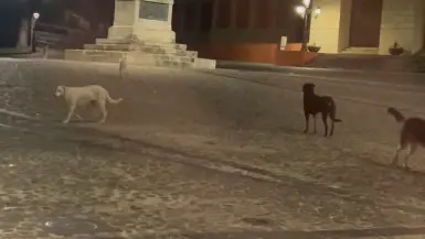 Randagismo a Cosenza, cani liberi in piazza XV Marzo: «Serve prevenzione, non interventi solo in emergenza»\n