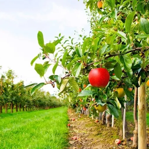 Trasporti ancora bloccati, l’ortofrutta della Piana di Gioia Tauro verso il collasso. Confagricoltura: «A rischio un’intera annata agricola»\n