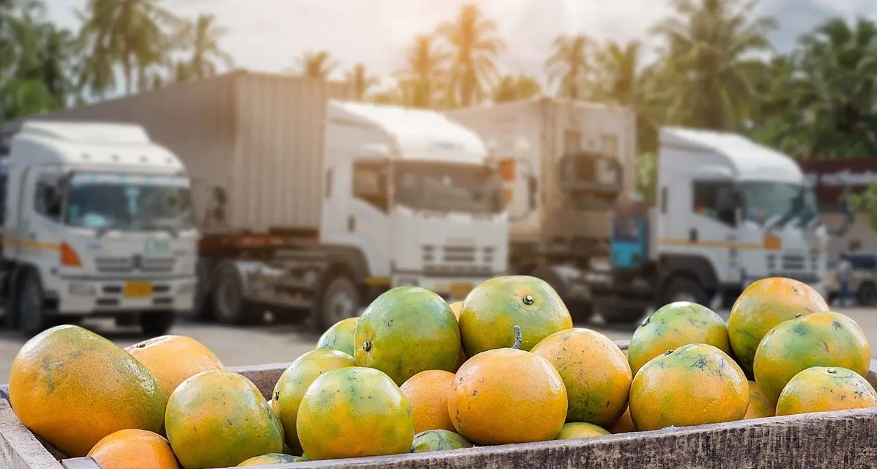 Camion fermi con kiwi, agrumi e olive, Coldiretti Calabria: «Rischiamo di perdere i mercati a favore della Spagna»\n