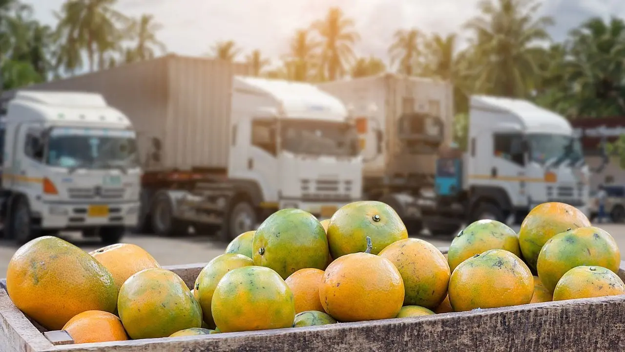 Camion fermi con kiwi, agrumi e olive, Coldiretti Calabria: «Rischiamo di perdere i mercati a favore della Spagna»\n