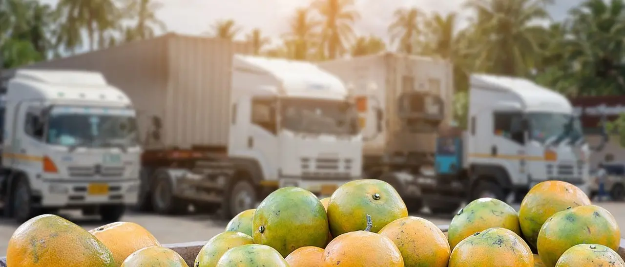 Camion fermi con kiwi, agrumi e olive, Coldiretti Calabria: «Rischiamo di perdere i mercati a favore della Spagna»\n