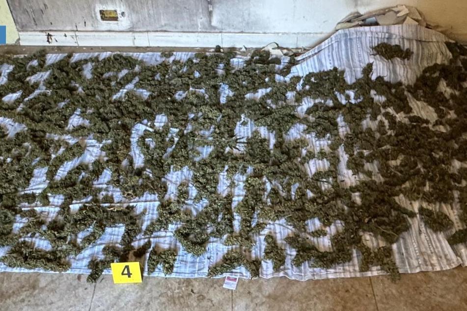 Marijuana stesa su un telo, fotografia del sequestro pubblicata dal Reggino