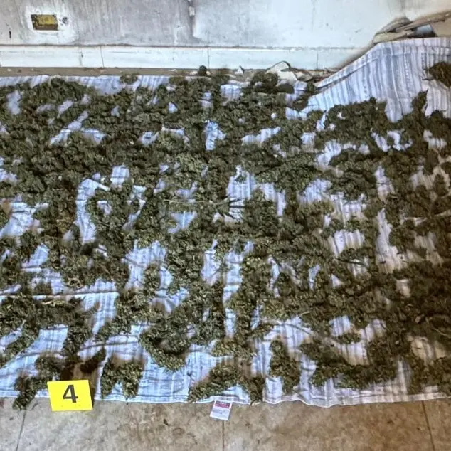 Sinopoli, oltre otto chili di marijuana nascosti in un’abitazione: la Polizia di Stato arresta un uomo durante i controlli nel territorio preaspromontano\n
