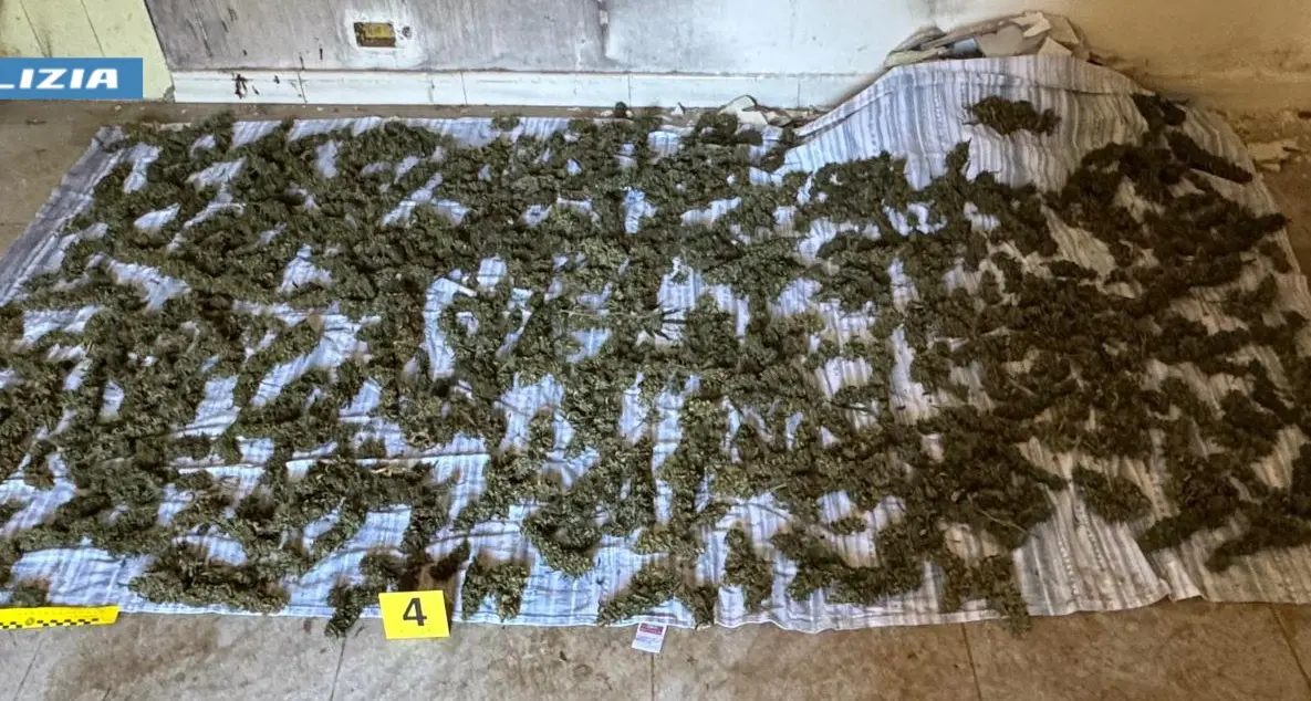Sinopoli, oltre otto chili di marijuana nascosti in un’abitazione: la Polizia di Stato arresta un uomo durante i controlli nel territorio preaspromontano\n