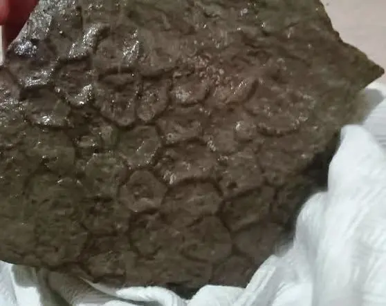 Longobucco, dal fondo dell’antico oceano riemerge il mistero del Paleodictyon\n