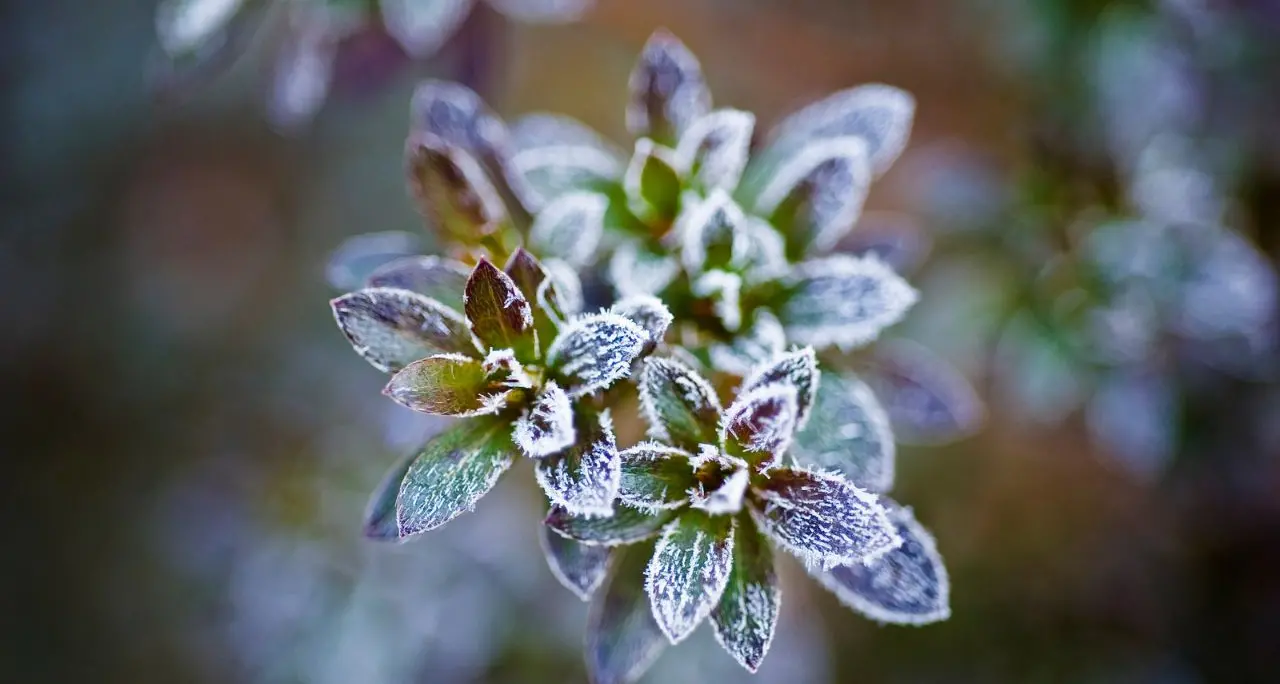 <p>Aria fredda in Calabria dopo l’ultima veloce ondata di maltempo: a Serra San Bruno 1,6°C nella notte</p>