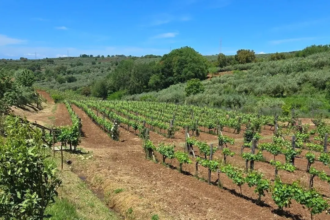 Non solo vino, Gambero Rosso premia il Vibonese: a Cantine Benvenuto di Filadefia il riconoscimento per la sostenibilità oltre ai Tre Bicchieri per lo Zibibbo\n