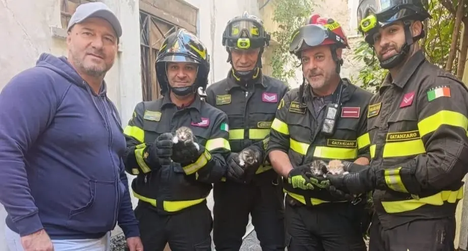Centro storico, i vigili del fuoco salvano quattro gattini: l’intervento\u00A0dopo una segnalazione in Largo Prigioni\n