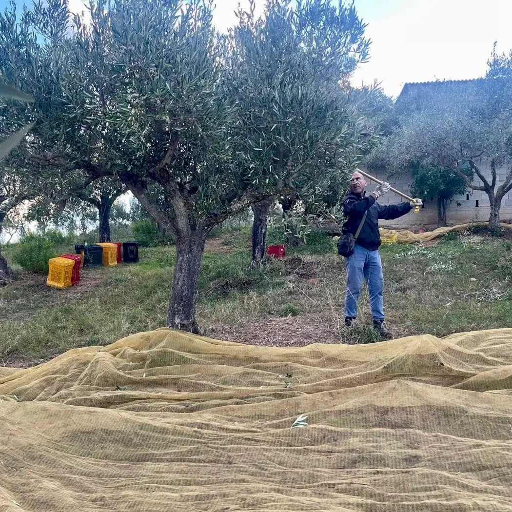 <p>Don Ennio Stamile: «L’olio antimafia Oro et Laboro sarà premiato a Milano il 31 ottobre»</p>