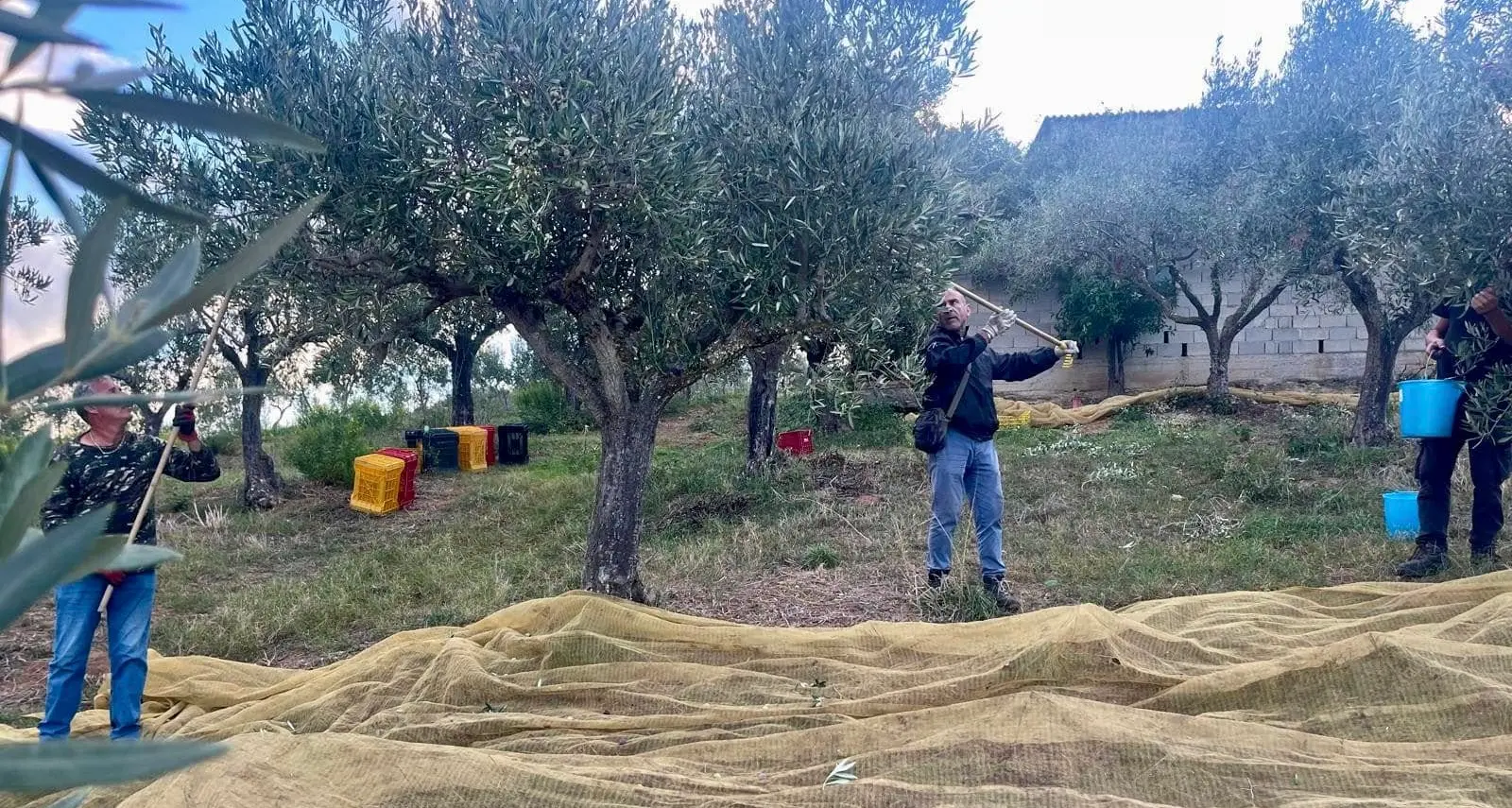 Don Ennio Stamile: «L’olio antimafia Oro et Laboro sarà premiato a Milano il 31 ottobre»\n