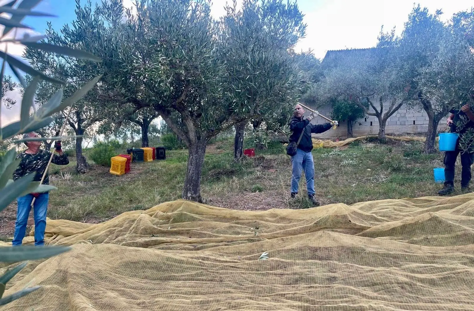 Don Ennio Stamile: «L’olio antimafia Oro et Laboro sarà premiato a Milano il 31 ottobre»\n